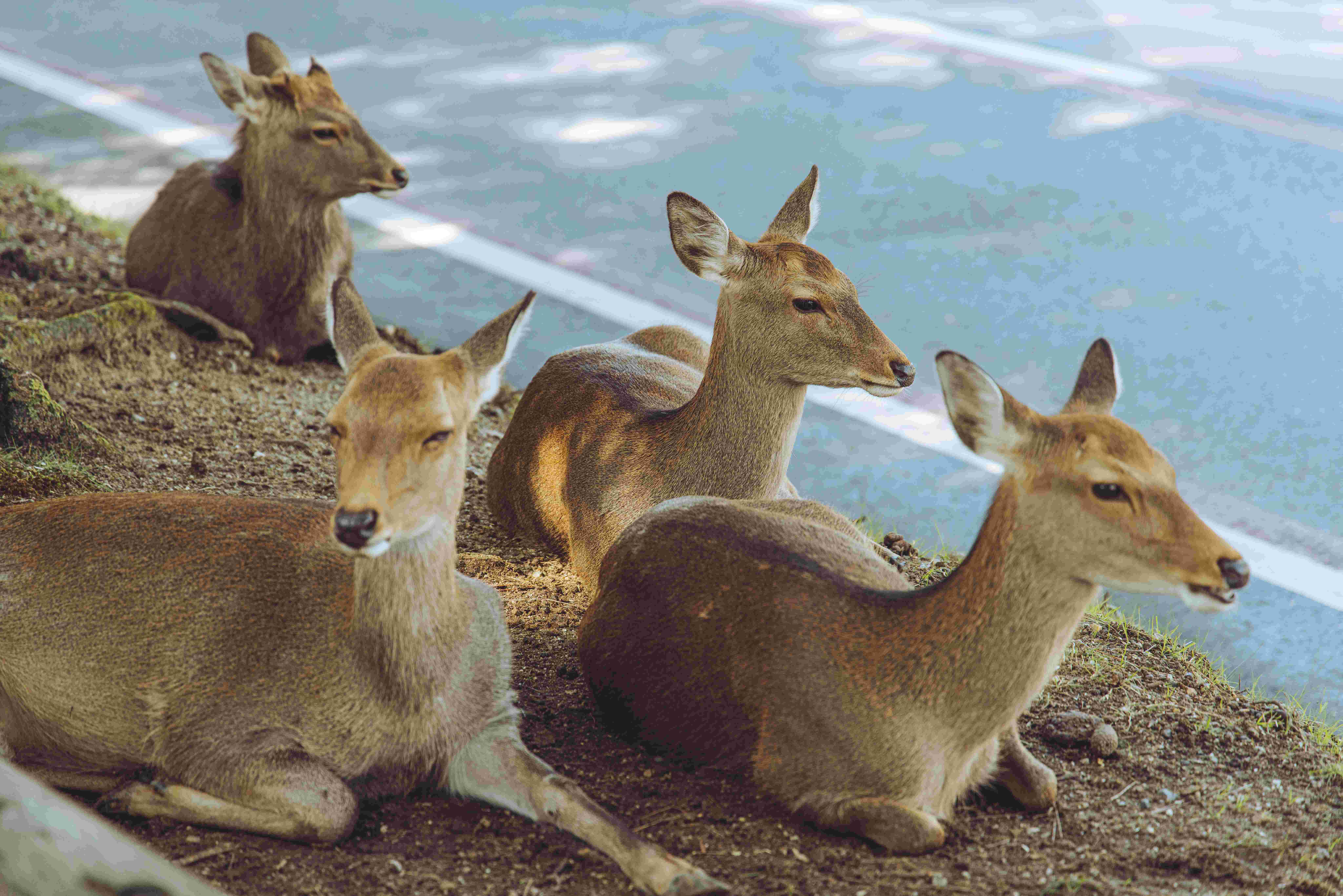 Nara Deer