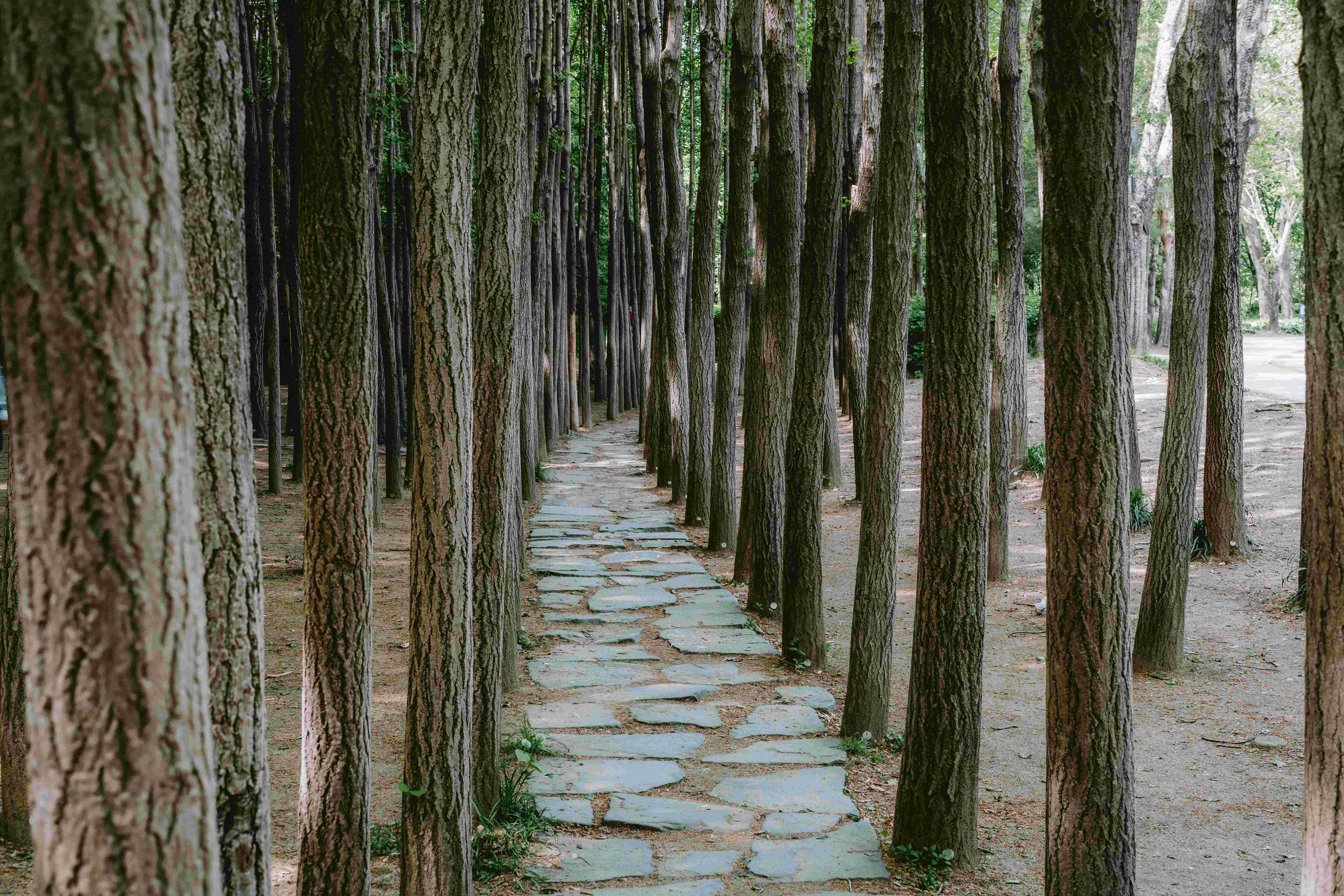 Korean Forest