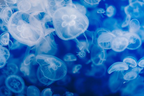 Jellyfish